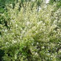 Deutzia scheiderana  P1B